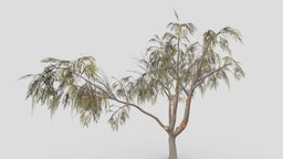 Eucalyptus Tree- 06 tree, plant, unreal, nature, eucalyptus, unity, lowpoly-eucalyptus, 3d-eucalyptus