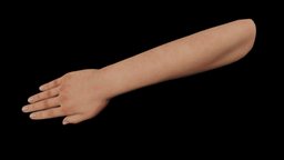 Right Hand anatomy, arm, posed, fingers, realistic, finger, thumb, animated, rigged, hand, right-arm, right-hand, noai