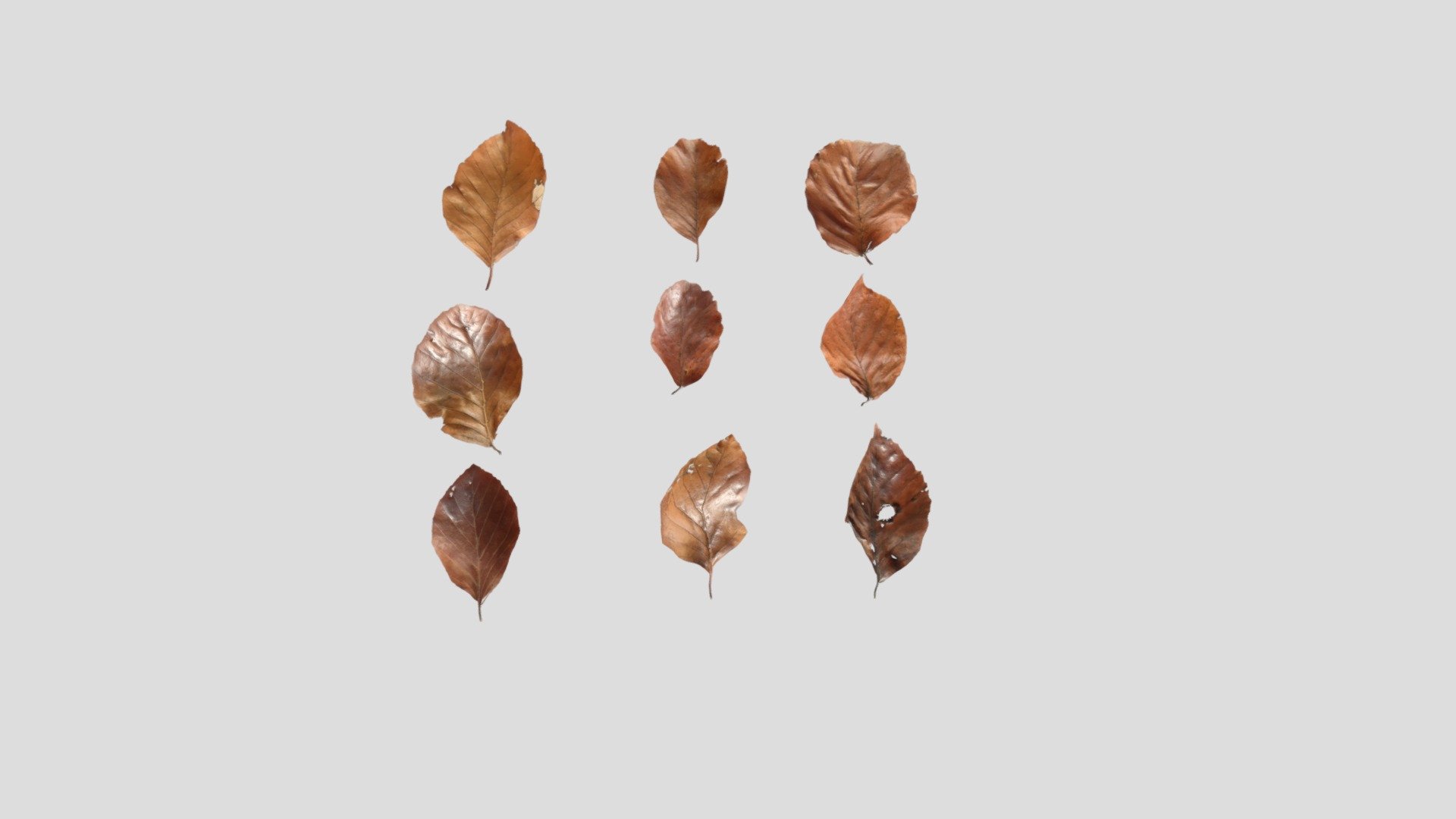 Hi all,

This is dry beech leaves pack created in Blender. It includes 9 different models in real world scale (6cm-10cm). It comes in following formats:

.blend

.fbx

.obj

The blender file has the shaders set up, so it's ready to render using Cycles. The title image is not included.

It also comes with set of 4K .png maps:

base color

roughness

normal

opacity

translucency - Dry Beech Leaves - Buy Royalty Free 3D model by kambur 3d model