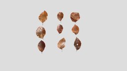 Dry Beech Leaves plant, organic, cover, ground, pack, obj, ready, leaf, 4k, foliage, fbx, nature, fall, dry, png, autumn, beech, game, blender, pbr, leaves, cycles