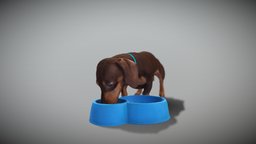 Dog with bowl 32