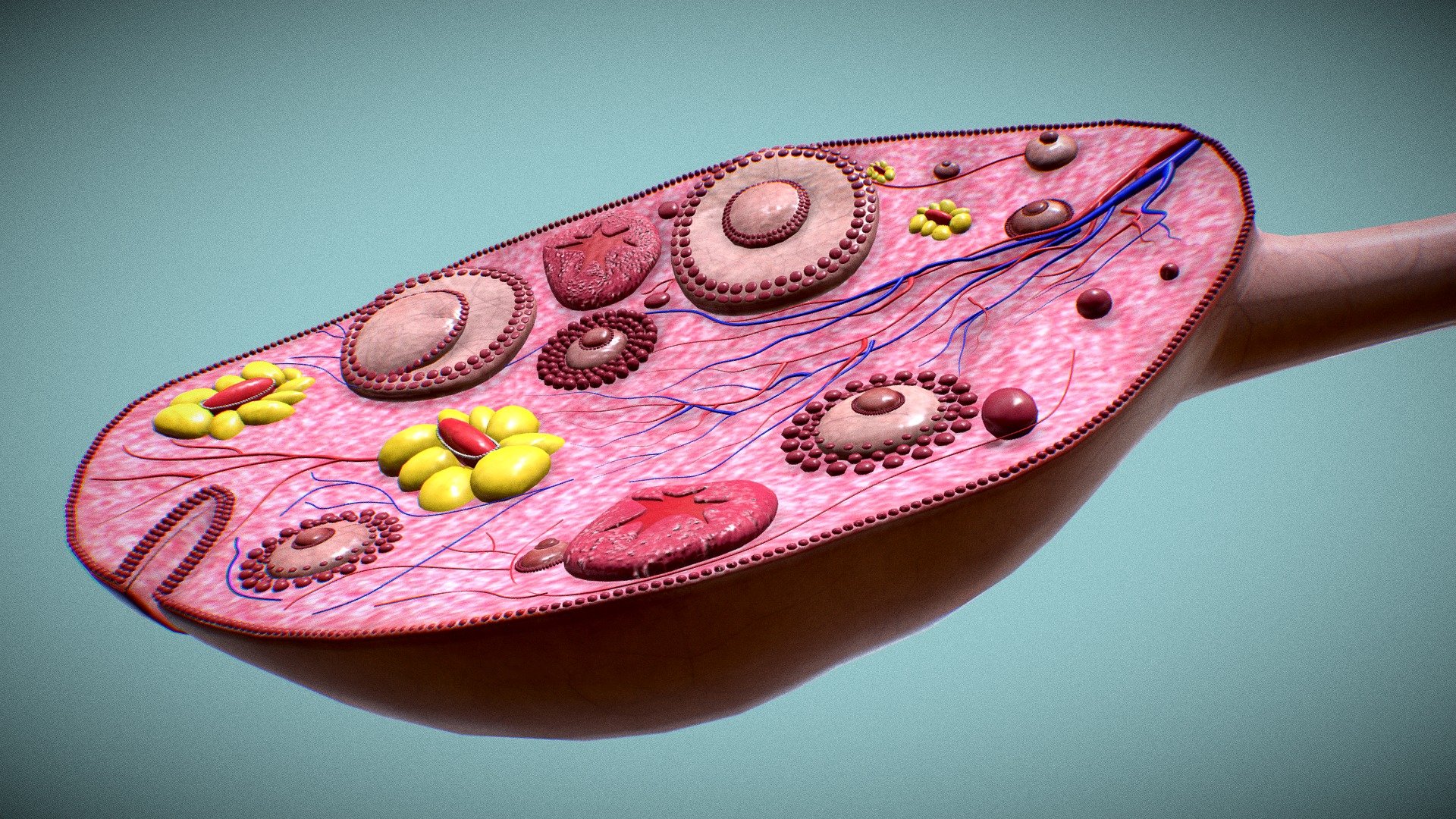 One of a pair of female glands in which the eggs form and the female hormones estrogen and progesterone are made. These hormones play an important role in female traits, such as breast development, body shape, and body hair. They are also involved in the menstrual cycle, fertility, and pregnancy 3d model