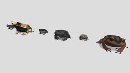 6 kinds of tree frog（Hylidae family） frog, low-poly, hylidae