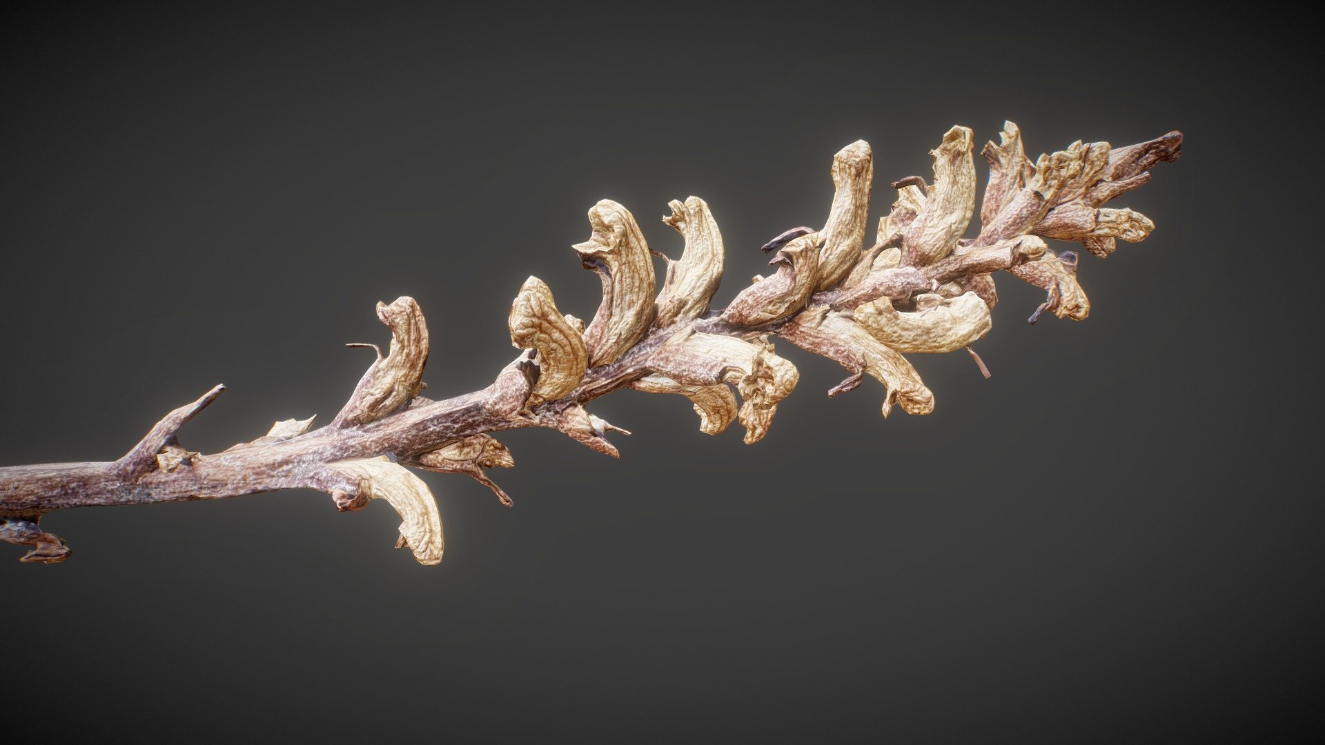 This model is perfect for 3D printing and film making, you can use it for game but it need a bit of decimation to be applied as scatter/particle distribution.



Aspect:

de-lighting applied

Dried texture

Scale, about 20 cm high 

Included 8K textures
 - Dried-plant 02 - Buy Royalty Free 3D model by optimuscan 3d model