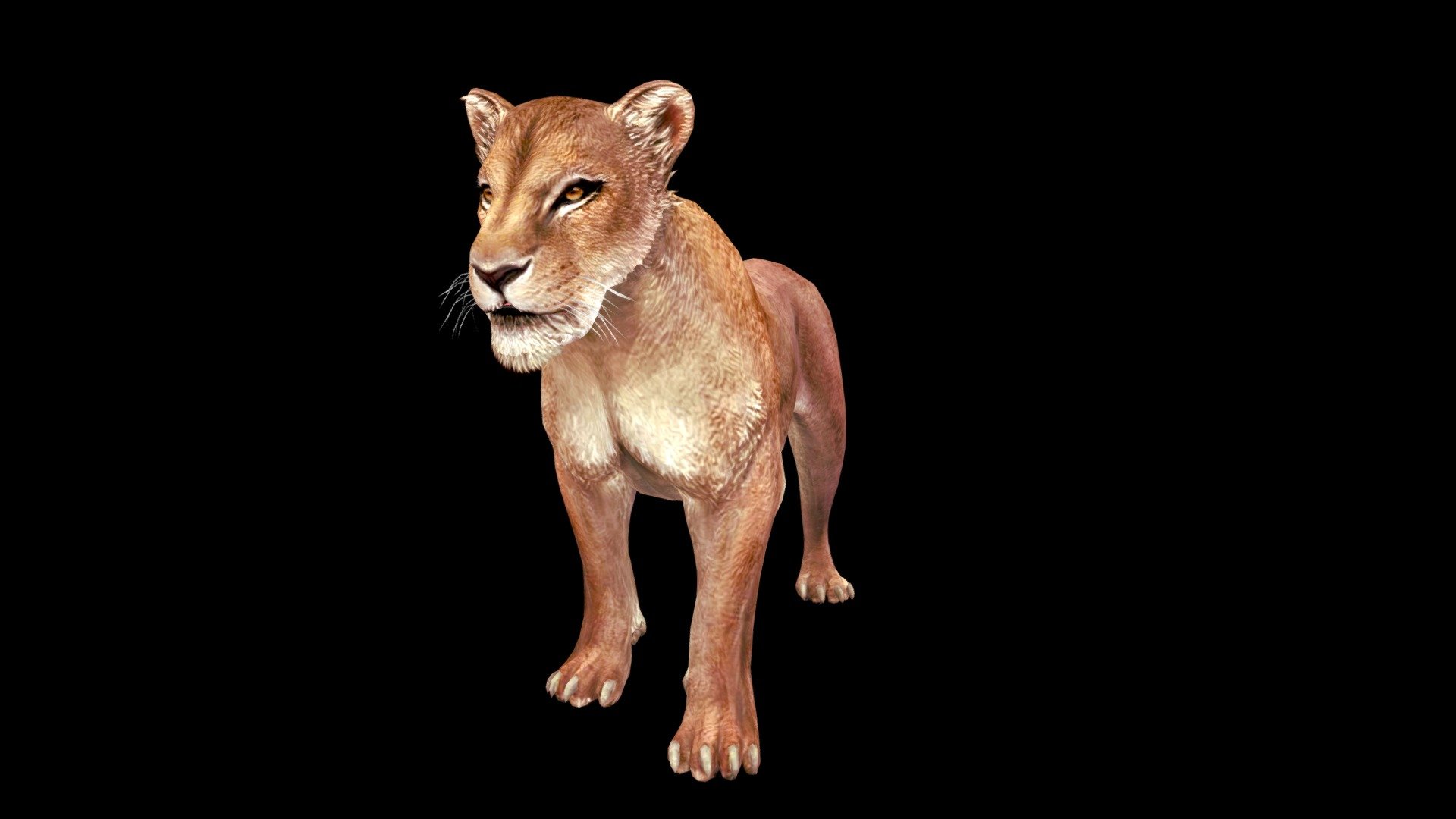 GET THIS LIONESS 3D model offer a lot of ease of handling animation and professionalism
for your projects - High detail and realistic LIONESS 3D model   JUNGLE ANIMALS RDAM ,
This is a 3D ANIMAL high-end photorealistic 3D models of ANIMALS JUNGLE called LIONESS 3D model  Animated DE LA JUNGLA in Blender. SAVED AS 3DS MAX, MAYA, UNREAL, UNITY, CINEMA 4D, BLENDER FILE, FBX, ANIMATED AND RIGGED
 DOWNLOAD 3D MODEL: https://sites.google.com/view/3d-models-download-rdam/models-3ds-max-maya-c4d-unity-unreal-blender
Originally created with 3ds Max 2017 and saved as BLENDER 3.0 FILE, 3ds Max FBX, MAYA, CINEMA 4D,  UNREAL, UNITY, 

SCENE objects:

With some Overlapping textures and Materials of the highest quality
The Model is Multi functional with all the Programs among these, Blender, Iclone, Unity, 3dsmax, Unreal, Maya, C4D and many more  

Please check out my other models, just click on my user name to see complete gallery RDAM STUDIO

Rig Description

BLENDER 3.0
&lsquo;Auto rig'
&lsquo;complet facial rig' - LIONESS - 3D model by Rdam 3D Pictures (@rdam) 3d model