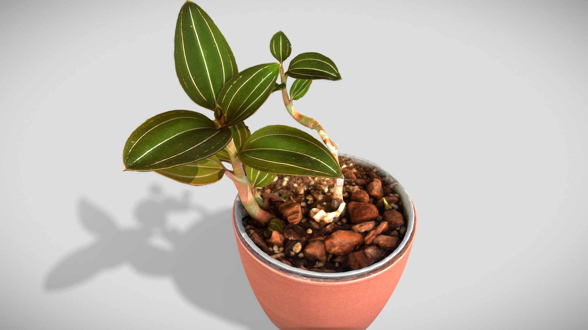 Ludisia / Jewel orchid.

Model includes 8k Diffuse map, 4k normal map, 4k AO map and 4k Subsurface map

Processed with Metashape + Blender + Instant meshes + Substance - Jewel orchid - Buy Royalty Free 3D model by Lassi Kaukonen (@thesidekick) 3d model