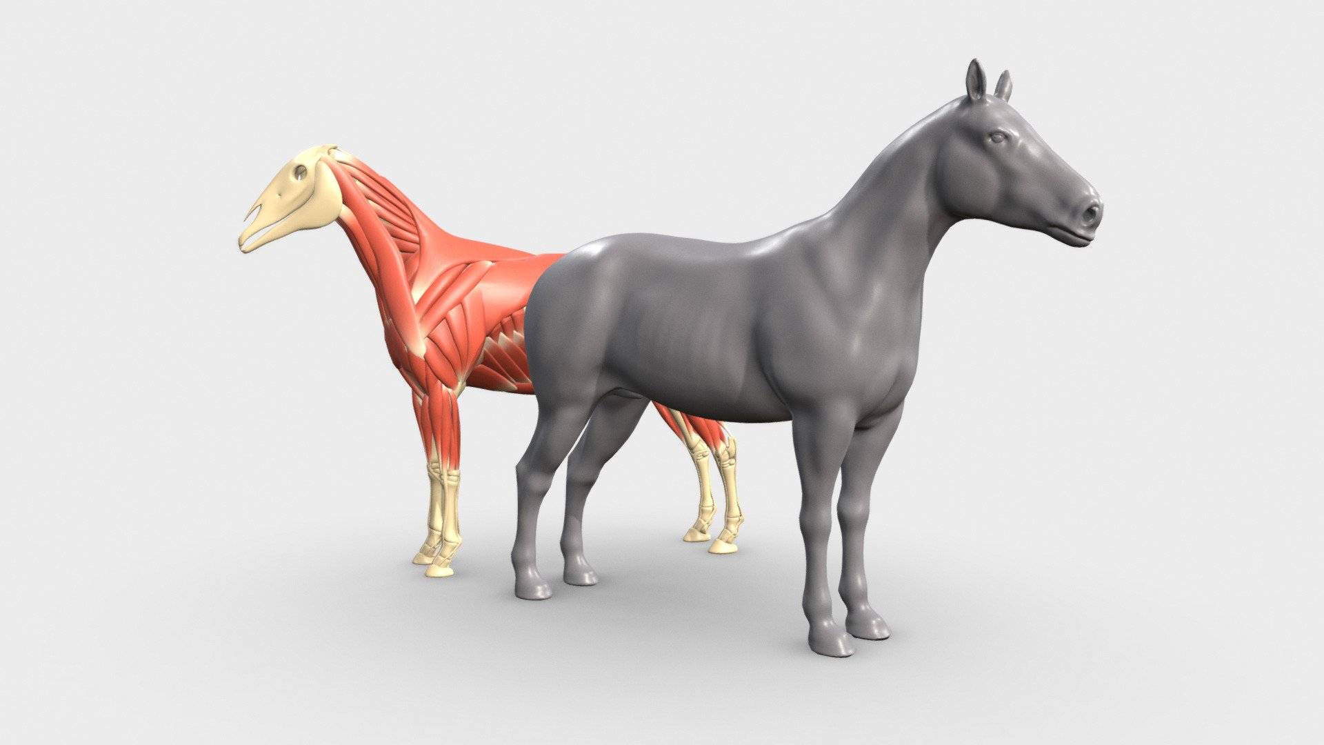 This model is an easy-access horse anatomy reference for artists looking for a better understanding of horse anatomy.  For creature artists, 2d and 3d artists, riggers, and animators, this model provides the perfect base for developing characters based on real anatomy.

Includes three layers of reference for an in-depth understanding of horse anatomy:




Individually labeled Bones.

Individually labeled Muscles, Ligaments &amp; Fascia

High-res skin sculpt based on underlying anatomy.

Also Included




Retopologized base mesh with multires sculpt for character development

Basic armature rig for posing adjustments. 

Basic Muscle &amp; Bone real-time materials for easy anatomy identification.
 - Horse Écorché - Buy Royalty Free 3D model by Johnson Martin (@Johnson-Martin) 3d model