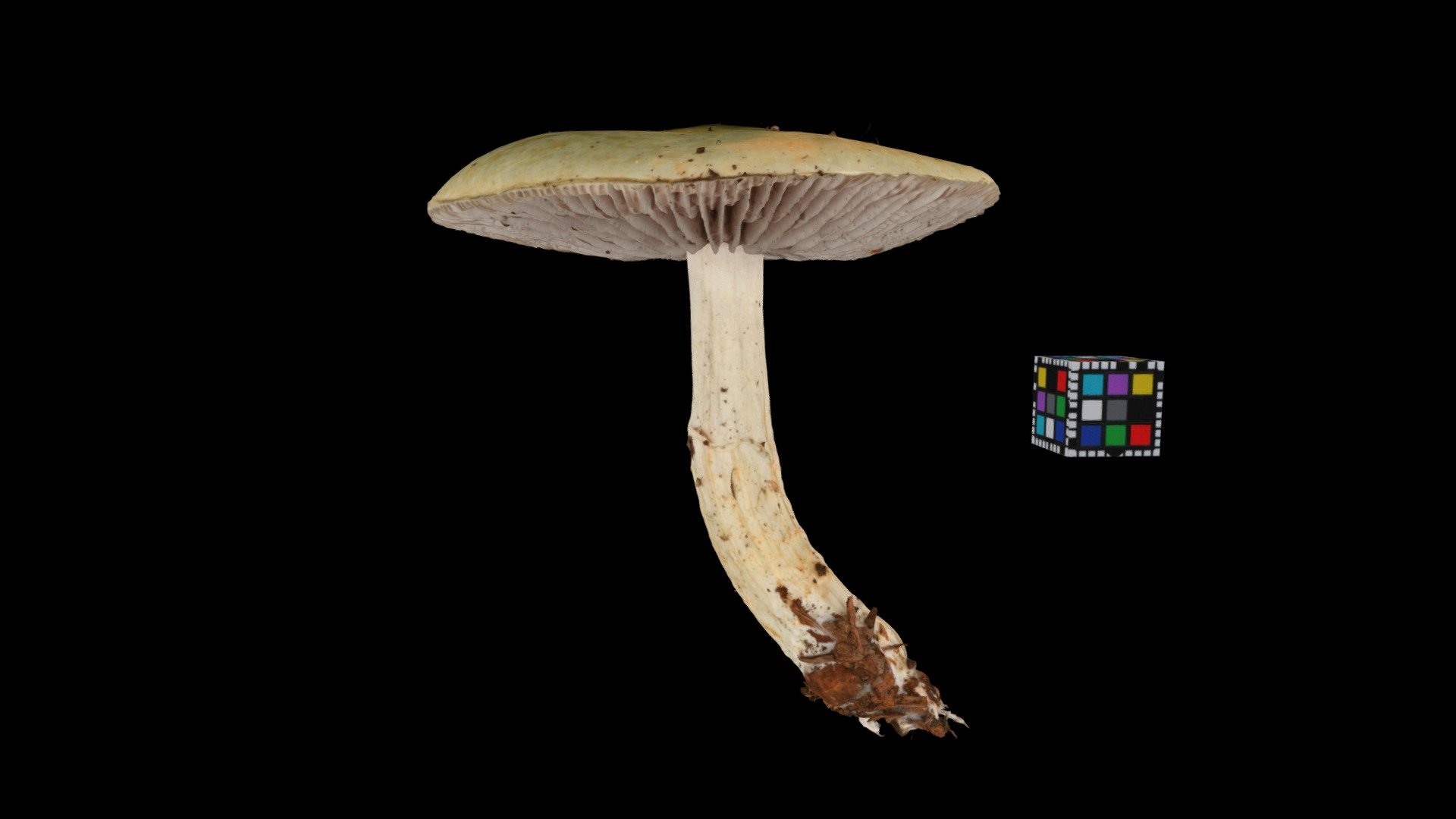 Unidentified yet. Yamagata, Japan. 山形県山辺.
Detail: https://floraZia.com/s/334
 - キノコ Mushroom (Unidentified yet) - Download Free 3D model by ffish.asia / floraZia.com (@ffishAsia-and-floraZia) 3d model