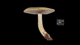 キノコ Mushroom (Unidentified yet)