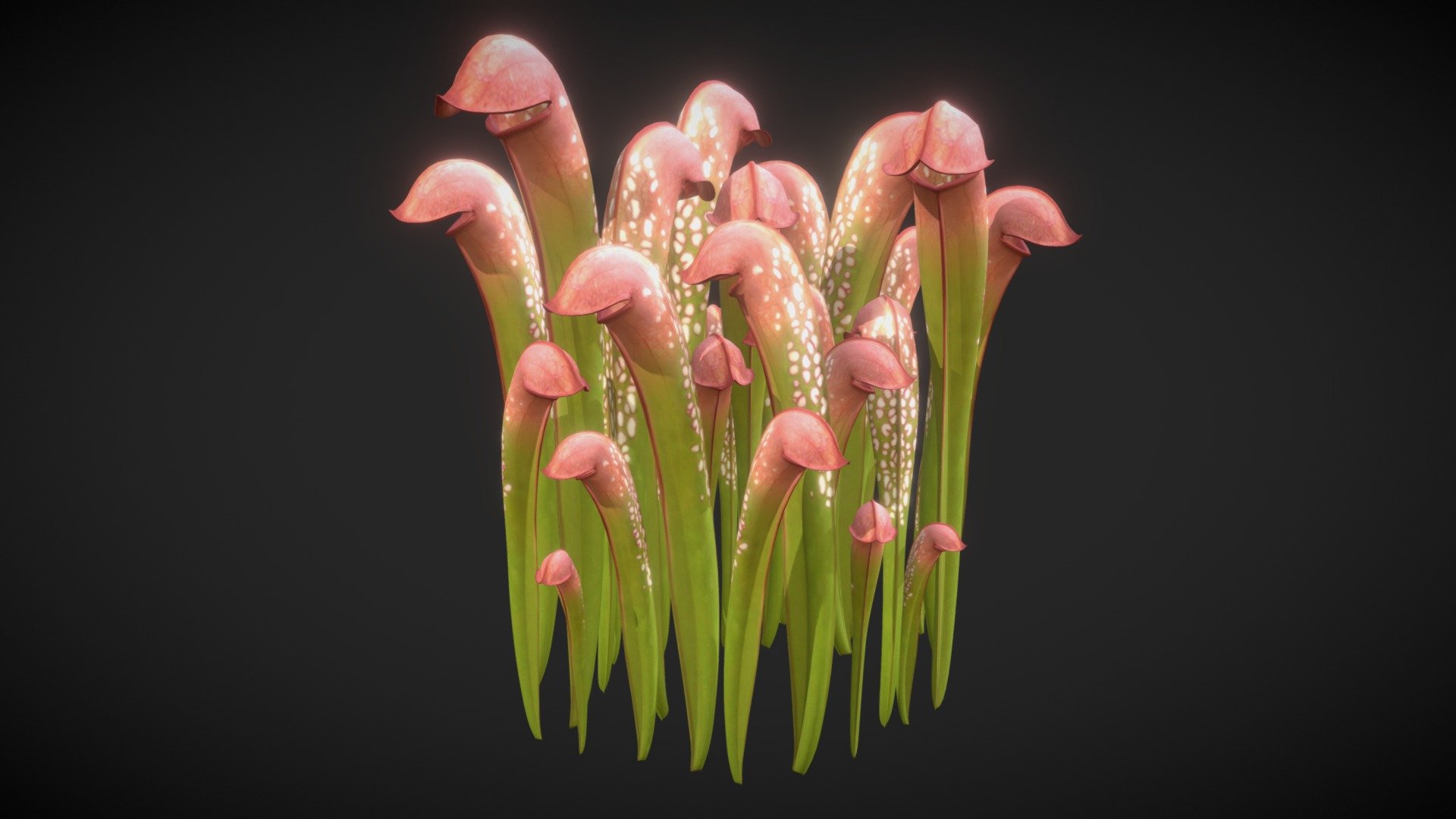 Hooded Pitcher Plant - 3D model by Katherine Ryschkewitsch (@katryart) 3d model