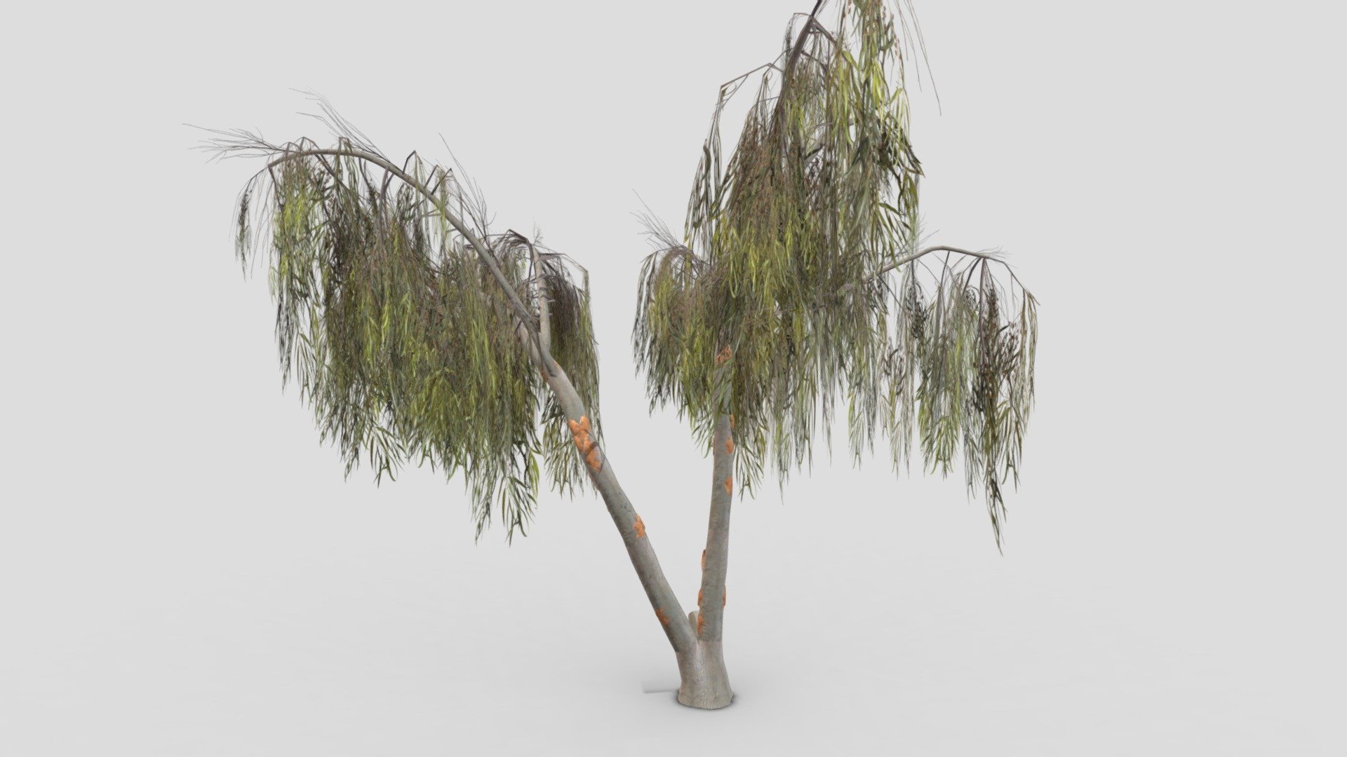 This is a low poly model of the Eucalyptus Aus Tree. I made this file for game developers and I try to provide lowpoly model 3d model