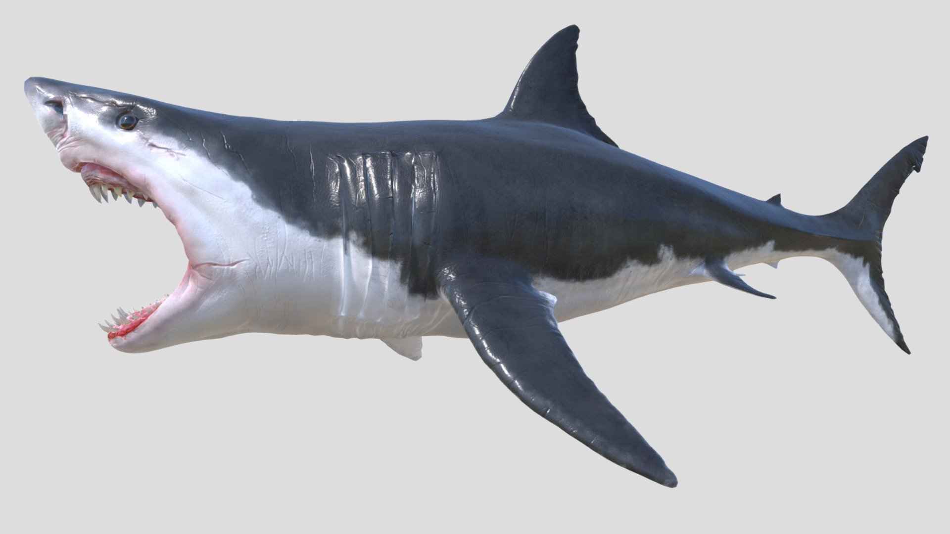 White Shark Realistic model in size and natural scales, easy to change

This model is suitable for use in broadcast, high-res film close-up, advertising, design visualization, forensic presentation, low poly models, intended for game/realtime/background use, etc
The model is accurate with the real world size and scale
Model in neutral pose Shark file options with mouth closed Shark file options with mouth open

Model sculpt in Zbrush 2021 Exported to Cinema 4D

High detail realistic White Shark model without rig, Shark model has clean topology, Shark model fully ready to rigging.

Arquive : FBX

Texture 8192 x 8192 4096 x 4096

Easy to Adjust

Does not contain lighting

I hope it will be useful in your project !

Thank you for visiting my models !! - White Shark - Buy Royalty Free 3D model by aleexstudios 3d model