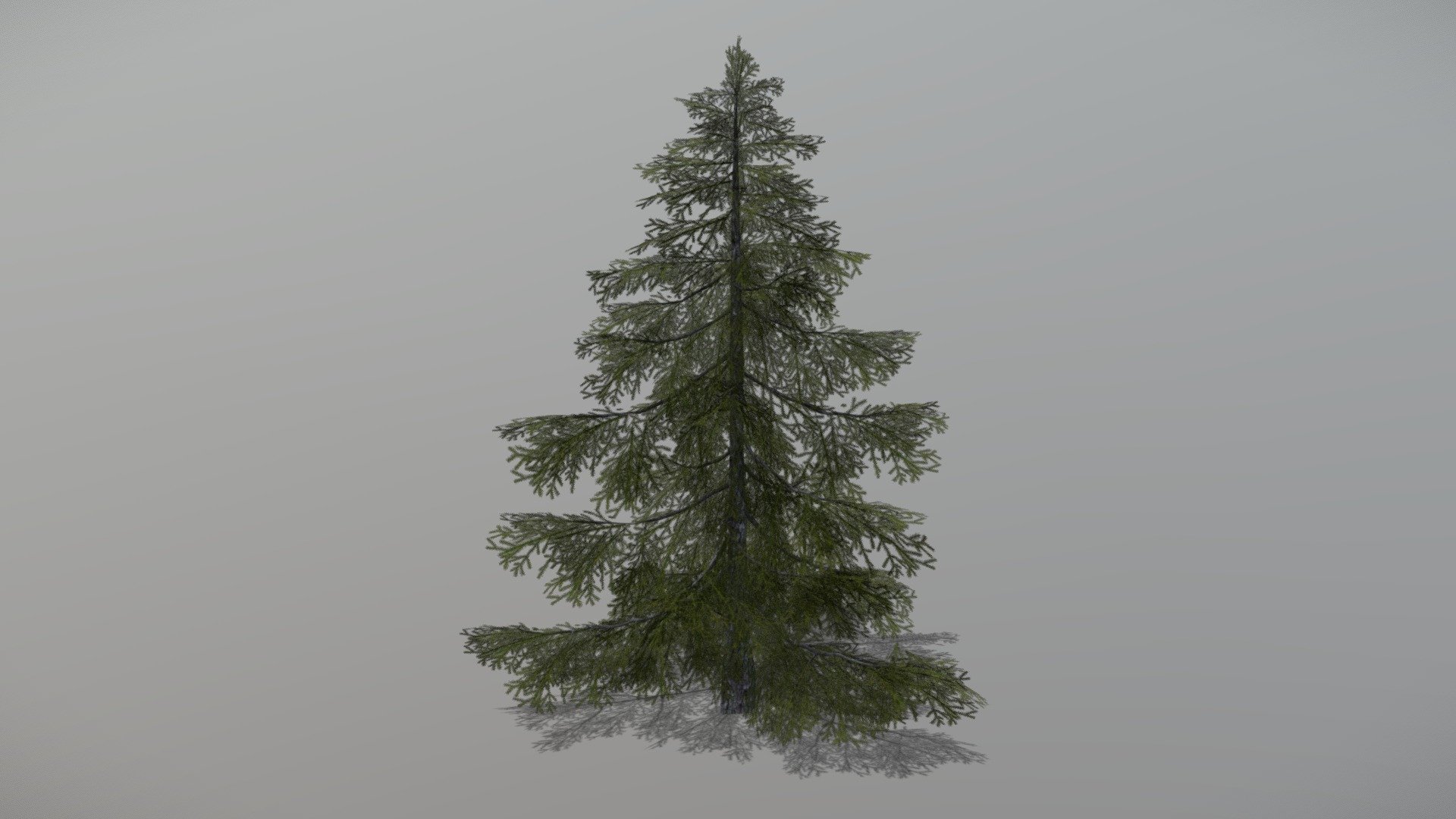 Animated Spruce tree + FBX LOD Model

• LOD0 = 4,589 Tris

• LOD1 = 2,293 Tris

• LOD2 = 1,776 Tris
 - Spruce 1 (Animated Tree) - Buy Royalty Free 3D model by bsp 3d model