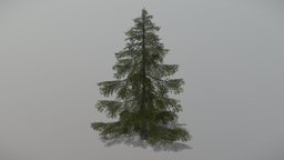 Spruce 1 (Animated Tree) trees, tree, plant, forest, plants, vegetation, foliage, nature, spruce, woods, 3d, blender, blender3d, model, animated, environment, noai