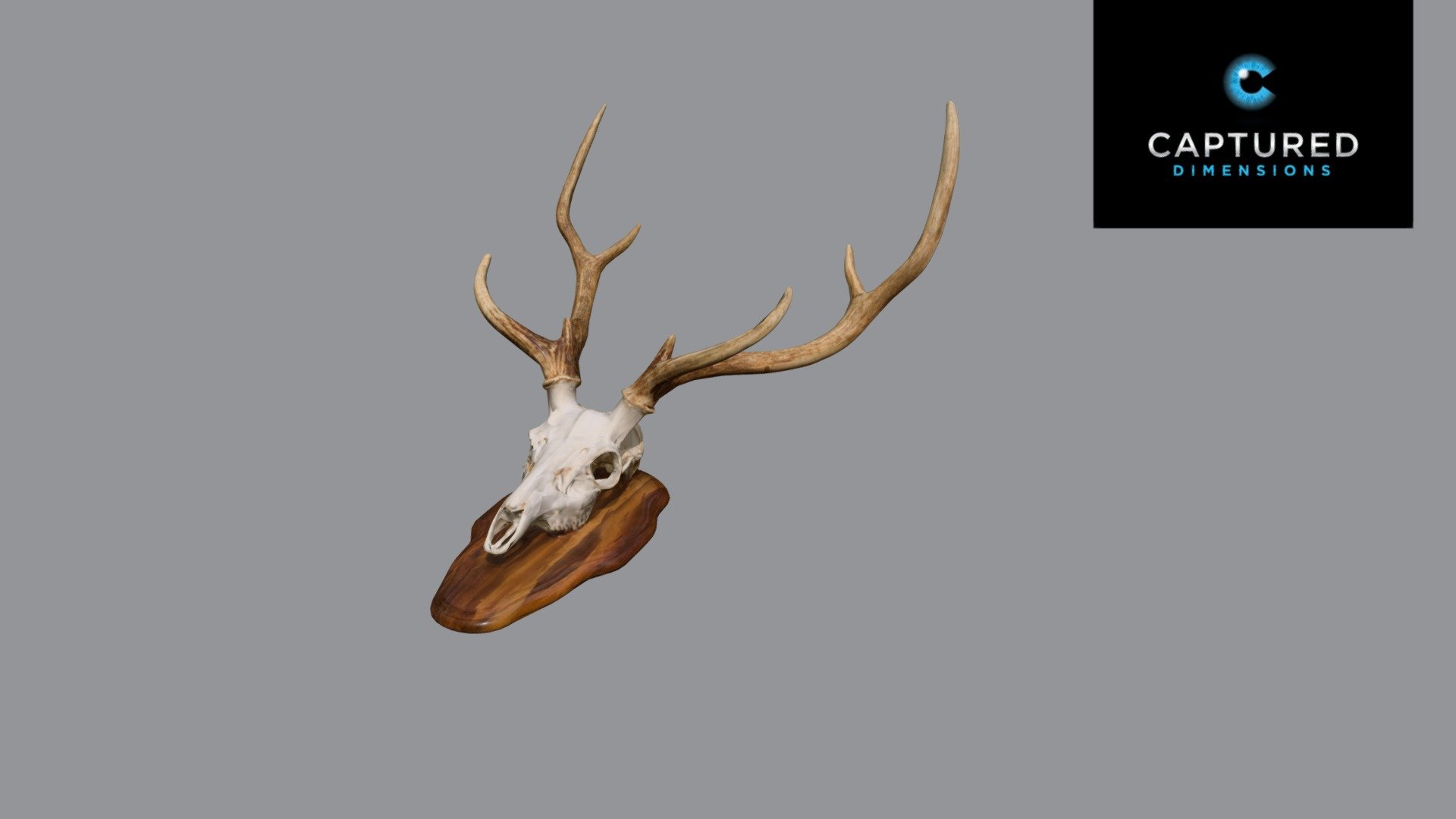 Deer Skull with antlers, VR, AR, architecture viz use. Ready for re-topology. Captured using Artec Hand Scanner in CD Studio. For more information, visit our website www.captureddimensions.com

*Reference scan may not be animation ready. Scan’s are either Zremeshed or decimated to a lower polygon count than original capture. The scan has been UV mapped and the textures have been reprojected.

Included Files * 1 x Scan data .obj

Textures:

Diffuse (8192x8192)
Normal (8192x8192)
Roughness (8192x8192) - Axis Deer Skull - Buy Royalty Free 3D model by captureddimensions 3d model