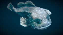 Smooth-head Blobfish