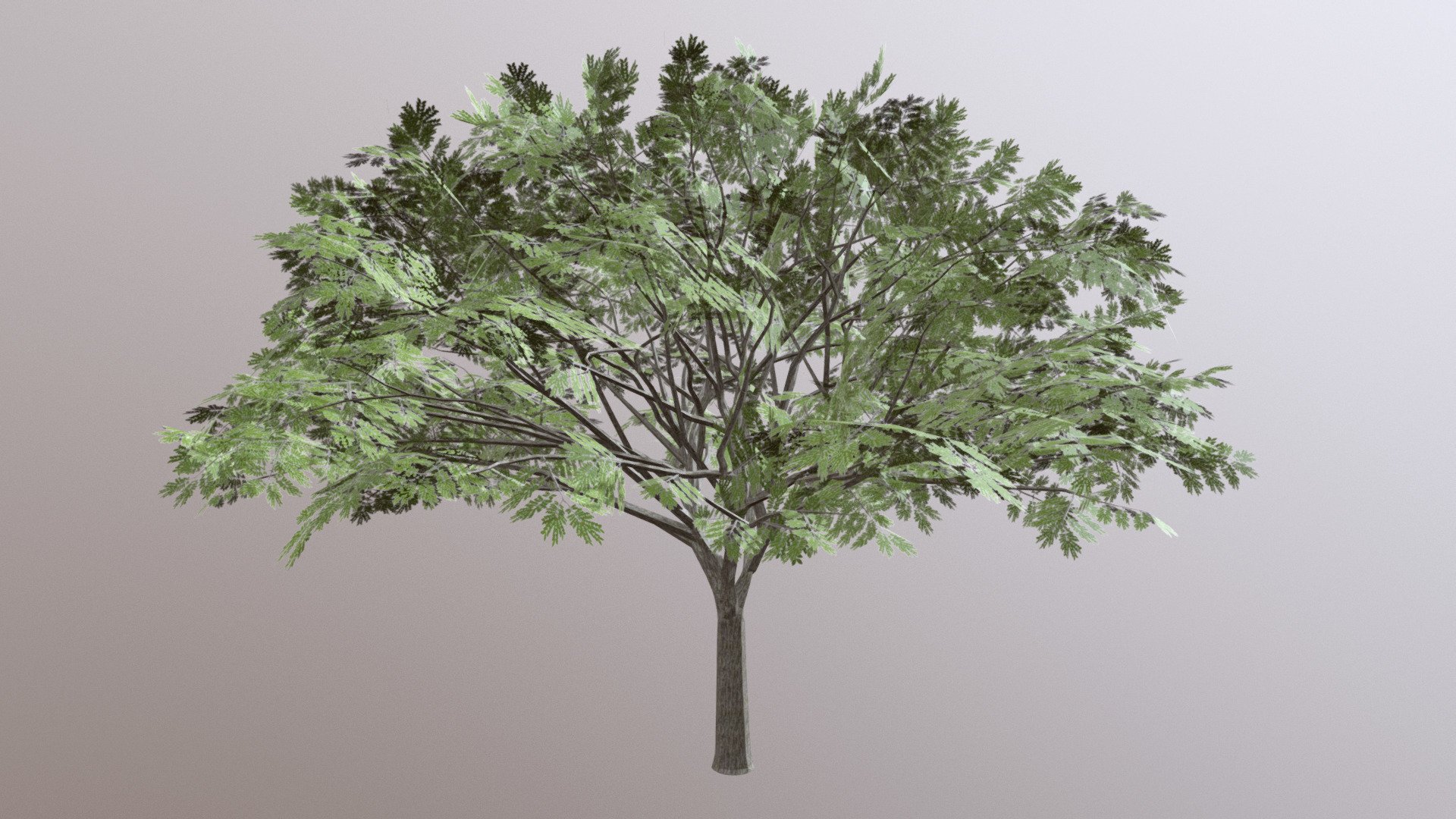 Rain Tree - 3D model by unimatrik 3d model