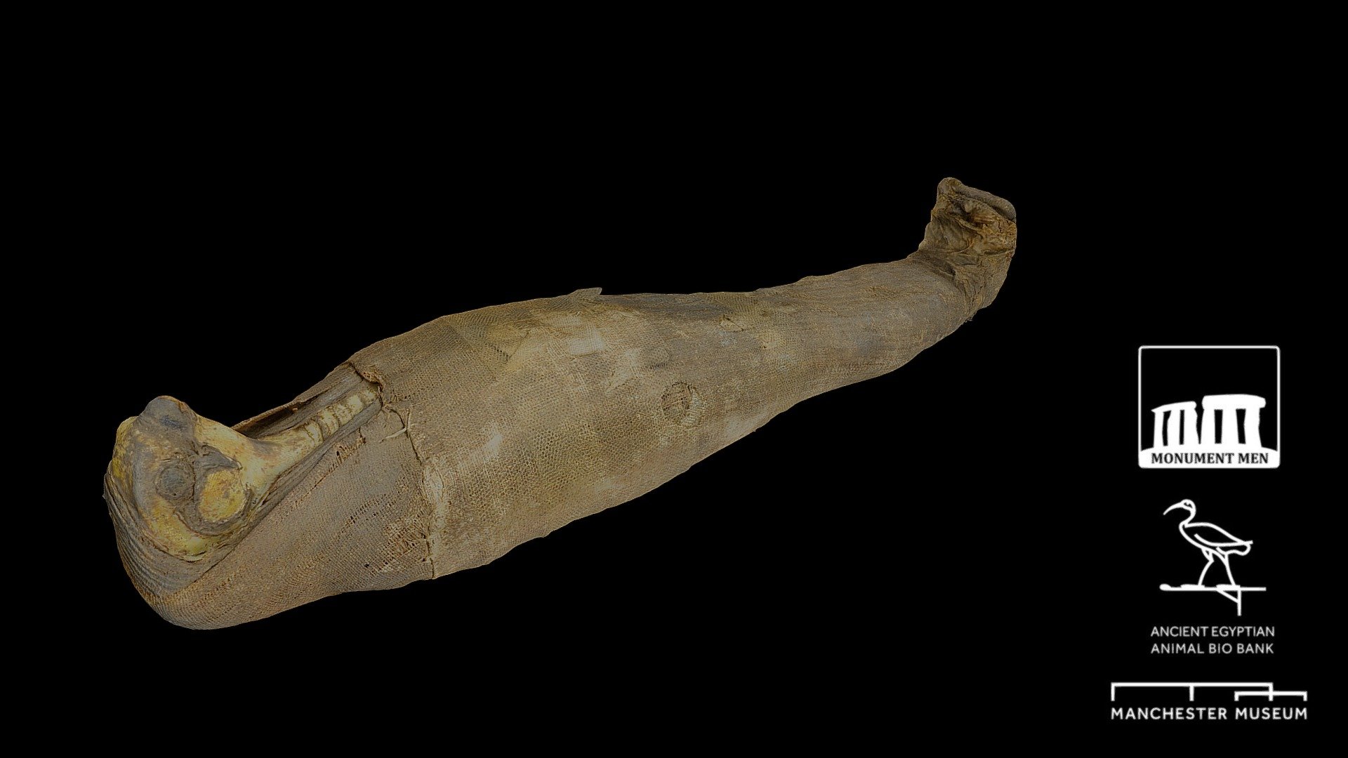 3D Scan generated by Lee Robert McStein and Dr Lidija McKnight using 3DF Zephyr v3.702 processing 146 images on a Nikon P900 - Gilded Falcon Mummy - 3D model by Ancient Egyptian Animal Bio Bank (@egyptbiobank) 3d model