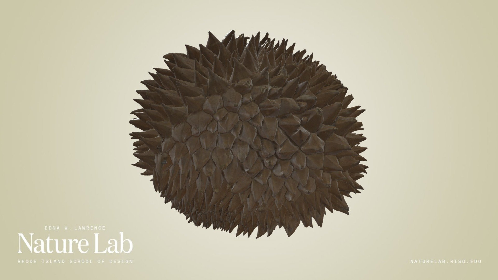 Durio zibethinus

Durian trees are grown in tropical regions throughout the world. There are 30 recognised Durio species, at least nine of which produce edible fruit.

More info here: https://eol.org/pages/483665

Accession Number: 96.20

Captured with an Artec Spider 3D Scanner https://www.artec3d.com/portable-3d-scanners/artec-spider-v2 - Durian Fruit Skin - 3D model by RISD Nature Lab (@RISDNaturelab) 3d model