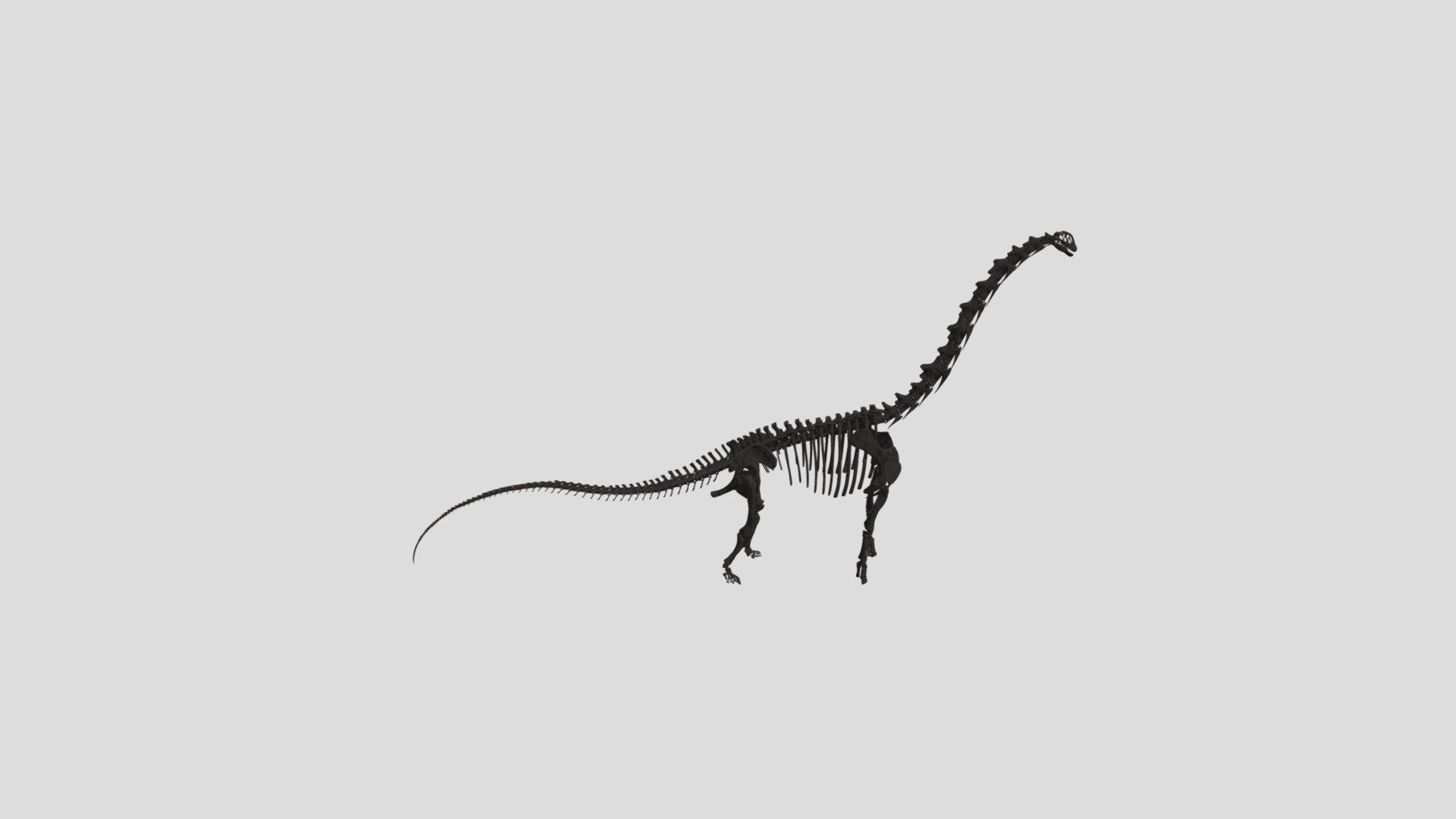 3D reconstructed model of Fukuititan nipponensis.

Copyrihgt Institute of Dinosaur Research, Fukui Prefectural University, Japan

Reference Azuma, Y.; Shibata, M. (2010). &ldquo;Fukuititan nipponensis, a new titanosauriform sauropod from the Early Cretaceous Tetori Group of Fukui Prefecture, Japan