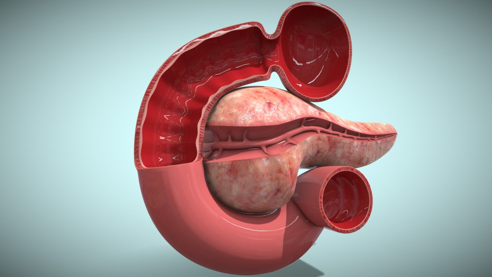 The pancreas (meaning all flesh) lies in the upper abdomen behind the stomach. The pancreas is part of the gastrointestinal system that makes and secretes digestive enzymes into the intestine, and also an endocrine organ that makes and secretes hormones into the blood to control energy metabolism and storage throughout the body 3d model