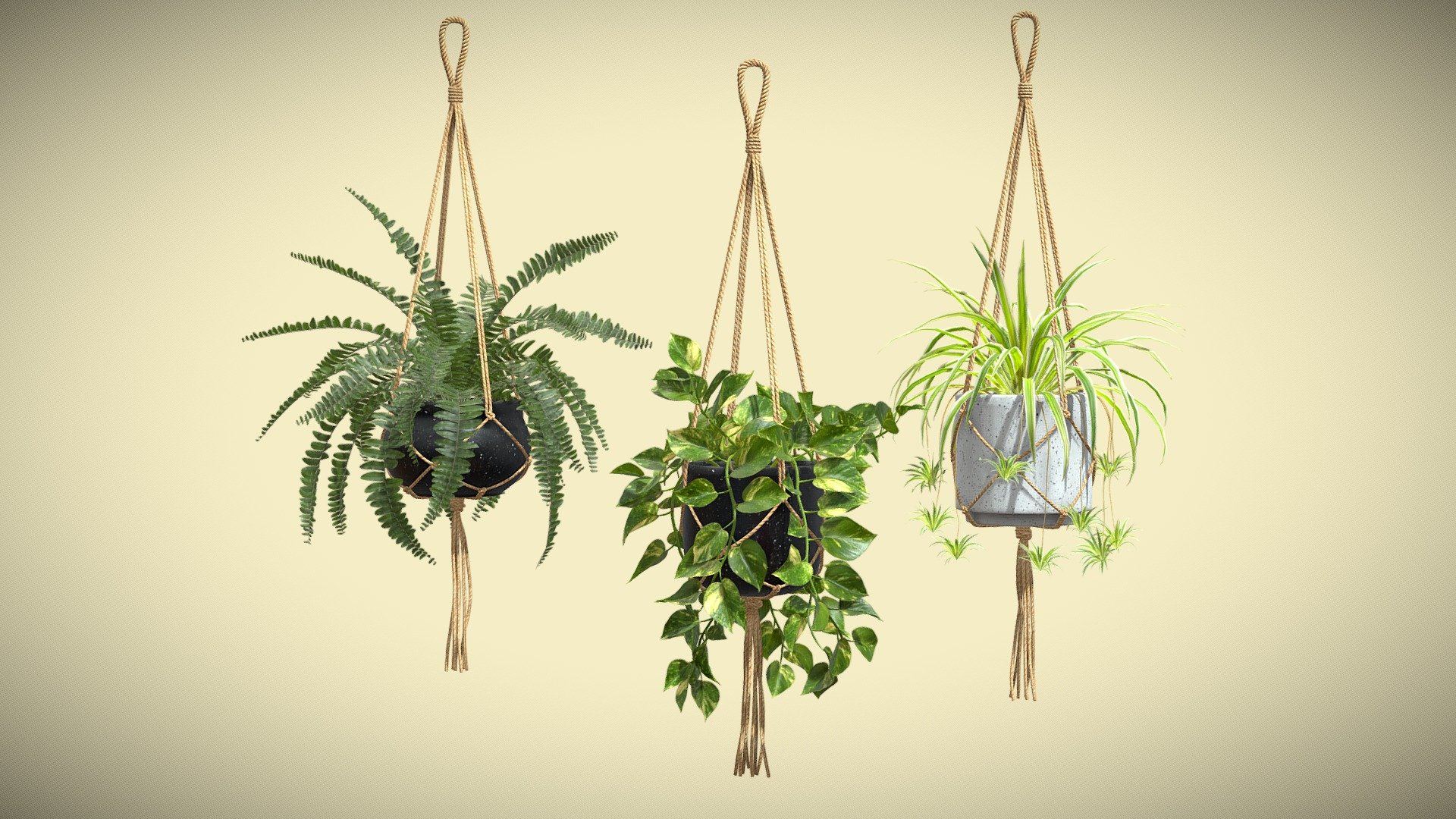 Hanging Plants 01

This selection of indoor exotic plants will provide a level of detail that will take your visualizations to the next level.
Models can be subdivided for more definition.




Pothos

Boston Fern

Chlorophytum

4k Textures




Vertices  173 623

Polygons  154 851

Triangles 297 996
 - Hanging Plants 01 - Buy Royalty Free 3D model by AllQuad 3d model