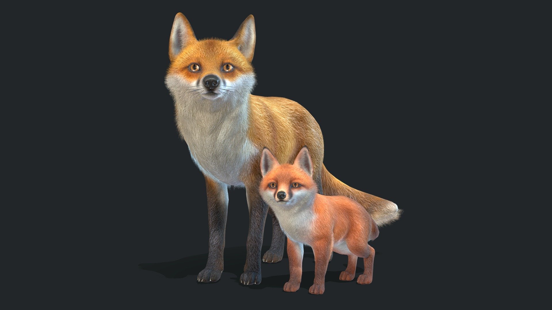 All files with animations are in the attached archive.

This asset includes:
- adult fox
- fox cub

If you have questions, write to me 3d model