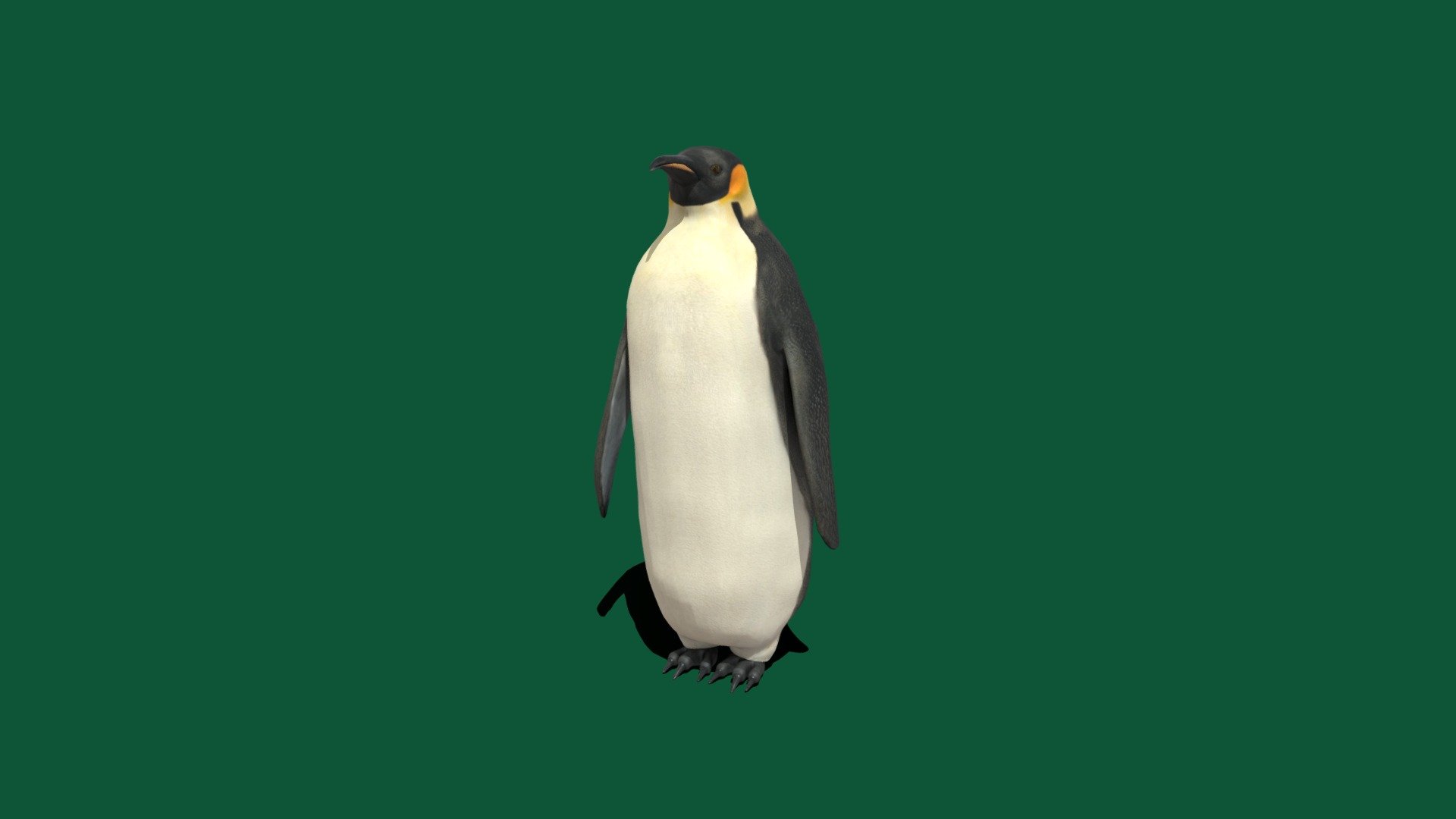 The emperor penguin is the tallest and heaviest of all living penguin species and is endemic to Antarctica. The male and female are similar in plumage and size, reaching 100 cm in length and weighing from 22 to 45 kg 3d model