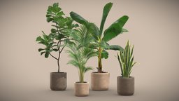 Indoor Plants Pack 24 pot, palm, concrete, indoor, exotic, potted, banana, musa, palmtree, ficus, lyrata, strelitzia, areca, interior, snake-plant, bananatree, paradisiaca, sanseviera