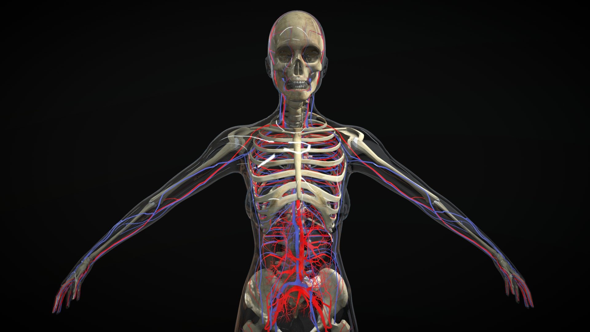 x-Ray Female Skin showing Circulatory System with Skeleton.  Download includes: OBJ, FBX, Maya 2018 (Arnold Render), 3D Studio Max 2016 (Mental Ray Render).  Both Maya and 3DSMax files include xRay shaders for skin 3d model
