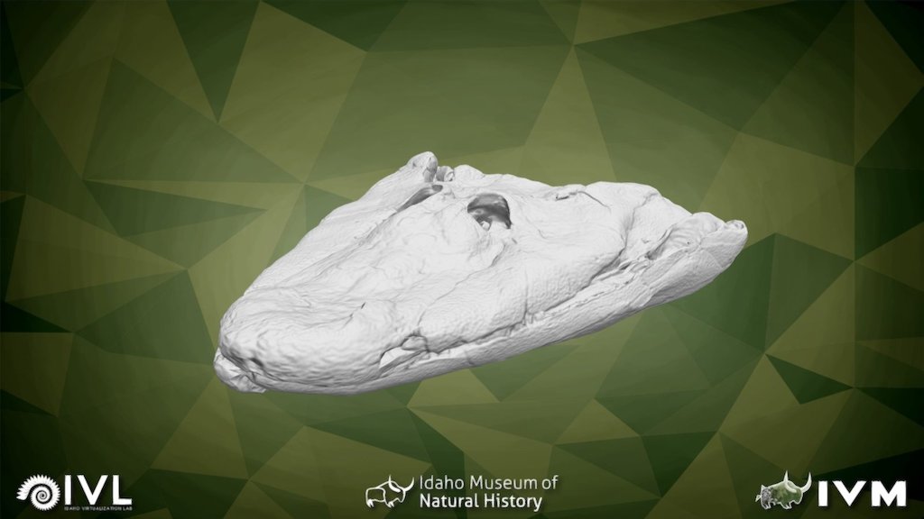 The most complete skull of Tiktaalik roseae. Courtsey of the Philadelphia Academy of Natural Sciences.   - NUFV-108 skull of Tiktaalik - 3D model by Idaho Virtualization Laboratory (@ivlpaleontology) 3d model