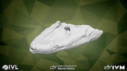 NUFV-108 skull of Tiktaalik fish, fossil, amphibian, tiktaalik