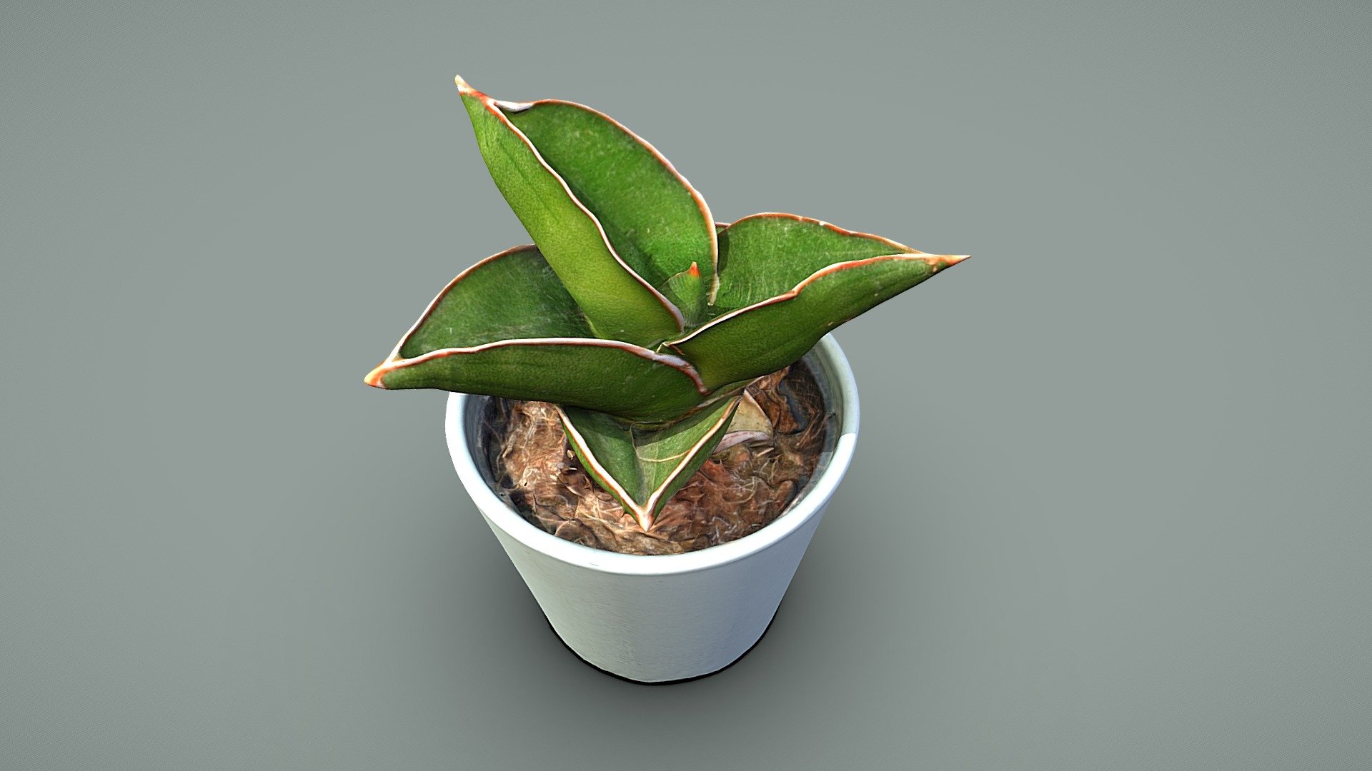Dracaena hanningtonii

A  game-engine ready model with clean quad topology

Model includes 8k diffuse map, 4k normal map, 4k ambient occlusion map

Photos taken with A7Riv + D5300

Processed with Metashape + Blender + Quad remesher - Sansevieria Samurai plant - Buy Royalty Free 3D model by Lassi Kaukonen (@thesidekick) 3d model