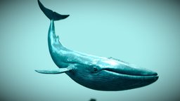 Blue Whale fish, grey, underwater, dolphin, mammal, ocean, stingray, giant, whale, water, humpback, albino, creature, animal, animated, blue, sea, barbs