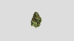 Cannabis Bud 2 cannabis, weed, marijuana, photogrammetry, blender
