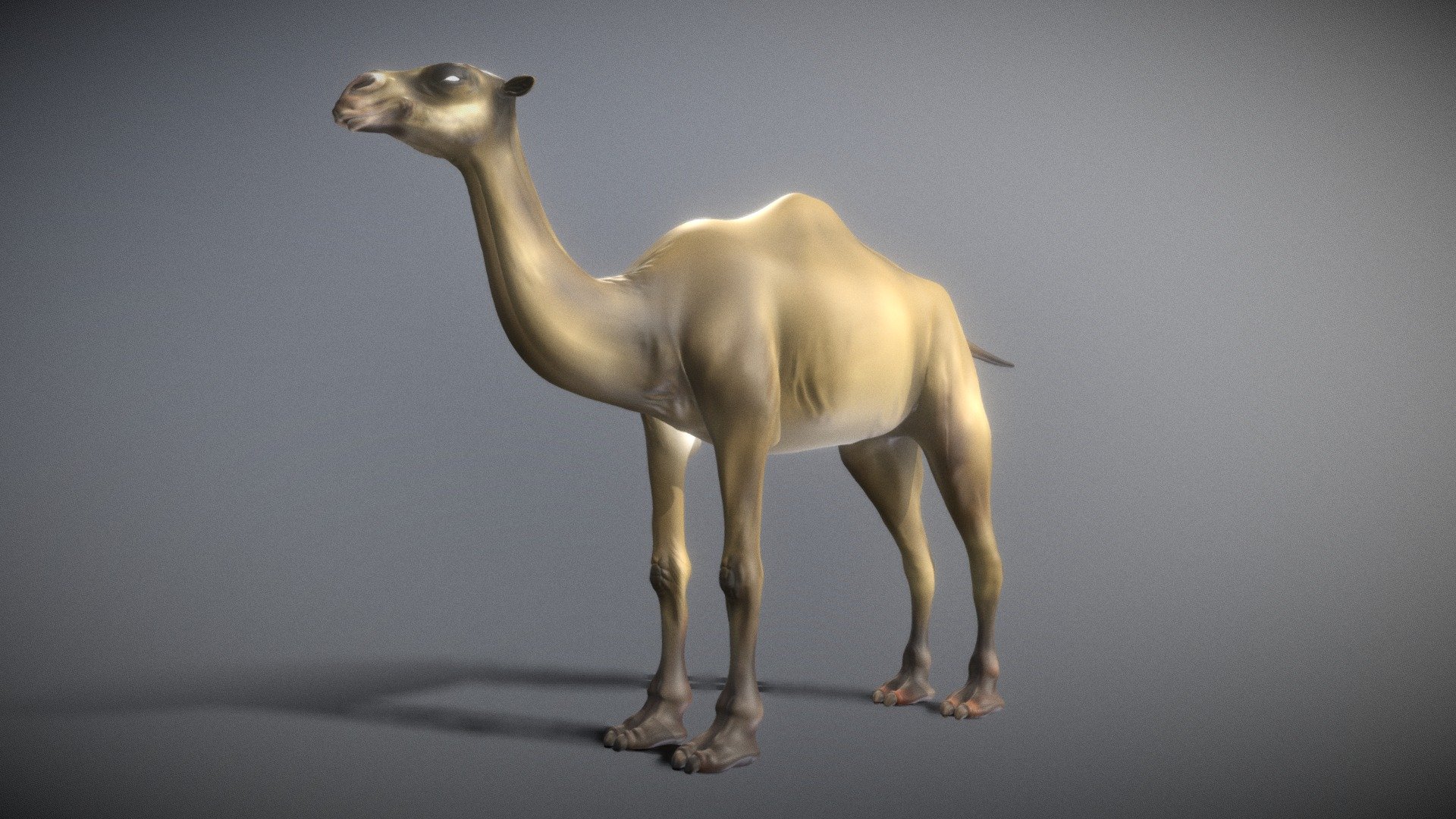 Rigged camel.

Blender




base mesh

multiresolution modifier

color vertex paint
 - Camel Simple - 3D model by Crisdu 3d model