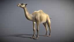 Camel Simple desert, exotic, camel, sand, fur, animal, rigged