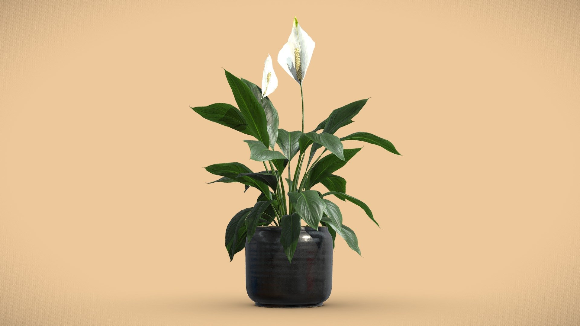 Peace Lily in Ceramic Dark Planter
Spathiphyllum is a tropical, evergreen plants in the Arum family, native to tropical Central and South America. Peace lilies, also known as closet plants, are a popular choice for offices and homes.

Model is optimized for subdivision.

4k Textures




Vertices  15 487

Polygons  13 463

Triangles 26 572
 - Peace Lily in Ceramic Dark Planter - Buy Royalty Free 3D model by AllQuad 3d model