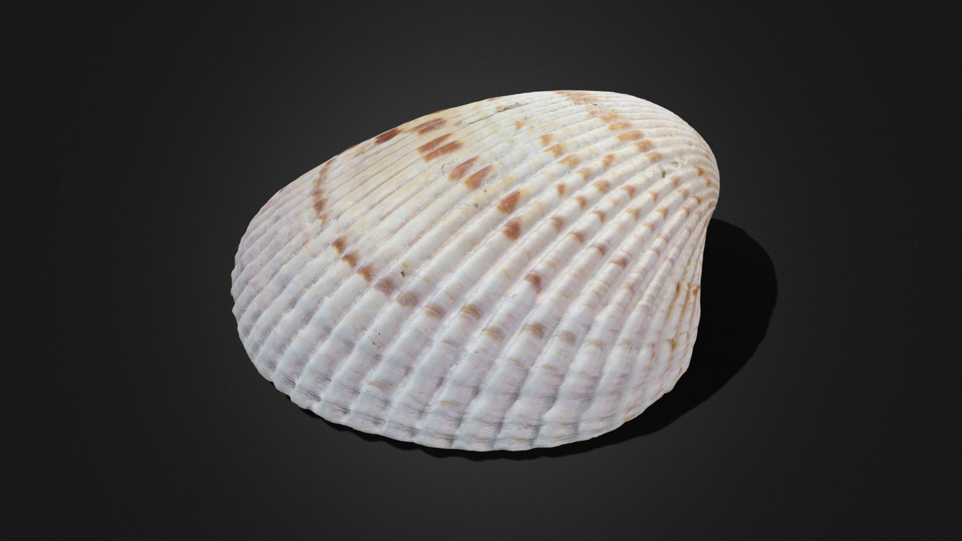 A huge seashell from the gulf of mexico! - Seashell - Buy Royalty Free 3D model by Sikozu 3d model