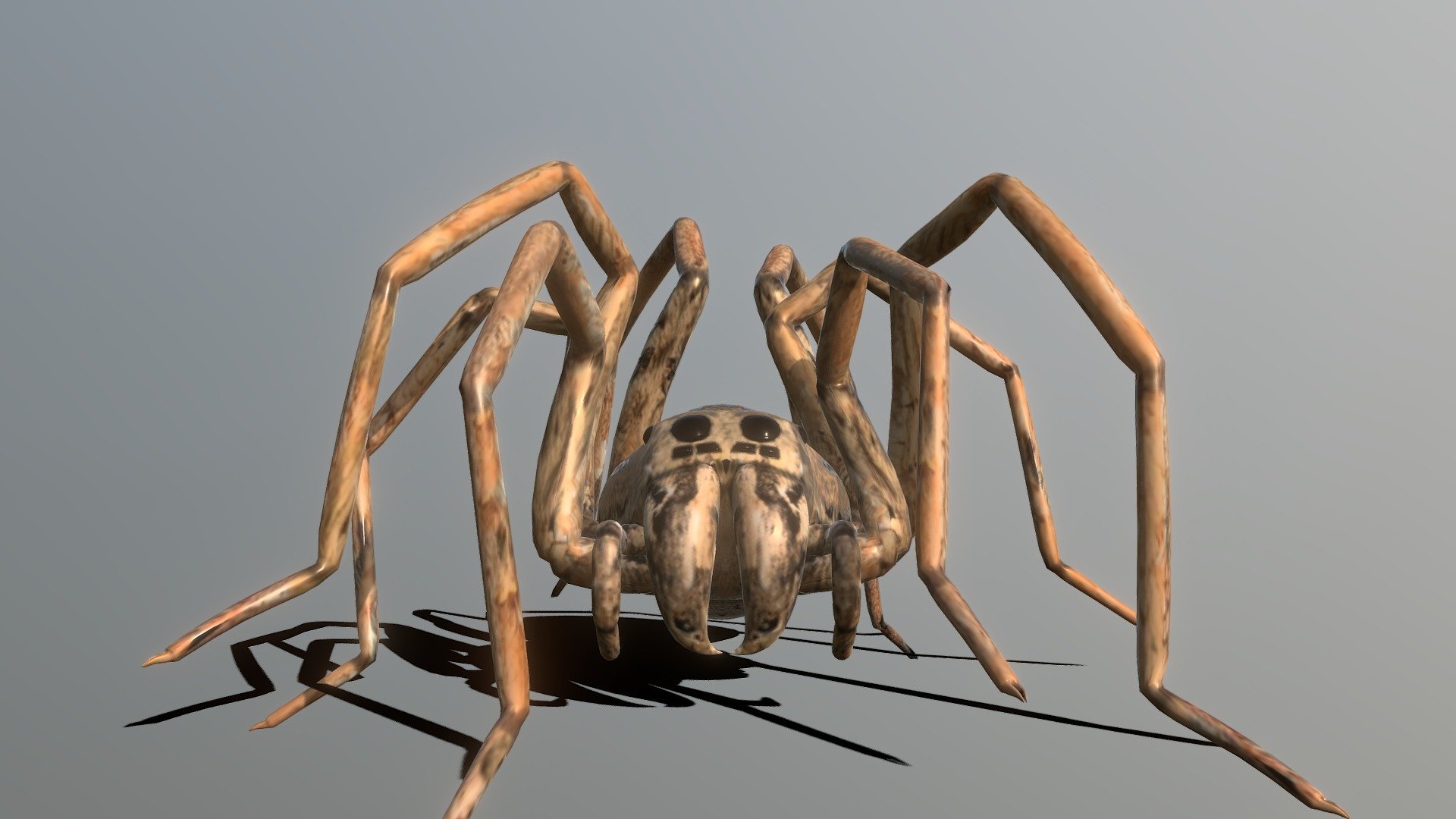 Fast spiders that chase down prey but they are small but some of them are rare to find when they are large. Their venom are weak but can cause symptoms that appear after they bite 3d model