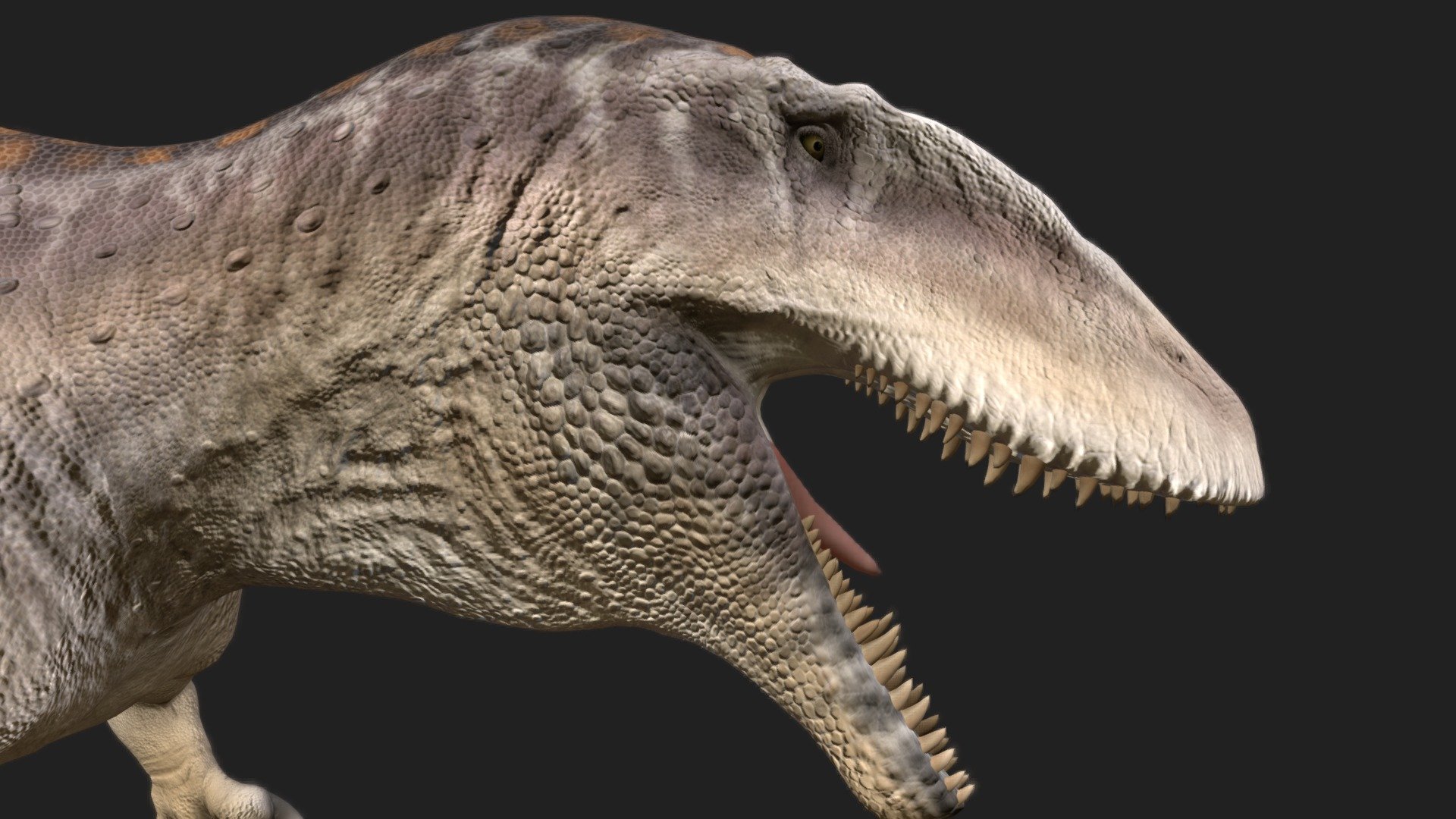 Carcharodontosaurus - Carcharodontosaurus - Buy Royalty Free 3D model by robertfabiani 3d model