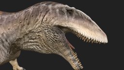 Carcharodontosaurus lizard, predator, reptile, jurassicpark, carcharodontosaurus, animal, dragon, dinosaur, dino