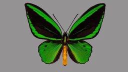 Ornithoptera priamus poseidon metashape, agisoft