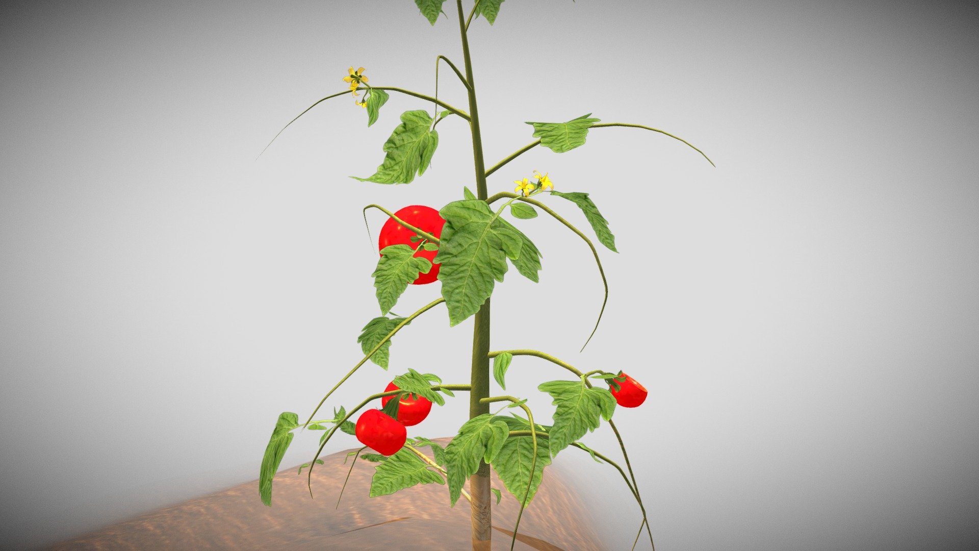 Plants, like other living species must reproduce to continue existing. Plant reproduction is either sexual or asexual. Humans and animals also play a large part in plant reproduction&hellip; - Parts of a plant - 3D model by mironline (@mironline_LATAM) 3d model