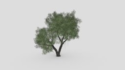 Live Oak-SK-04 tree, plant, plants, oak, live, unreal, leaf, unrealengine, cheap, unity, liveoak