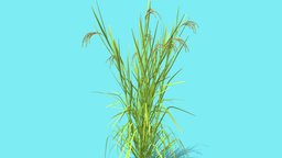 RICE plant, rice
