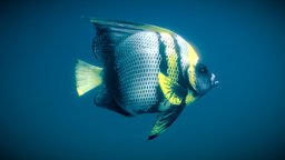Pomacanthus Zonipectus ( Cortez angelfish ) fish, french, ocean, swim, angelfish, pomacanthus, paru, oceanlife, seaanimal, sea, seaanimals