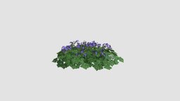 Geranium Rozanne 3dmodels, plants, flowers, bushes, 026, geranium, am86, rozanne