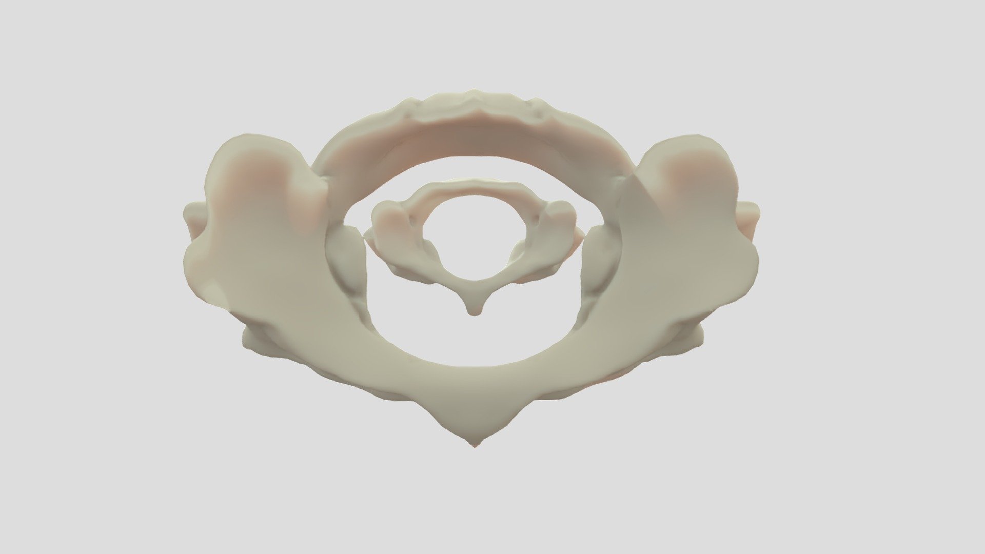 I'm working on the neck vertebrae of the mouse and even though they look similar from a distance, the atlasses of the rat and the mouse are completely different. Rough models for comparison. The two vertebrae are the same scale - Comparison between Atlasses - 3D model by Mieke Roth (@miekeroth) 3d model