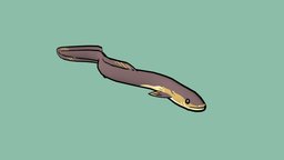 Cartoony eel (New Zealand longfin) fish, cute, eel, handpainted, cartoon, lowpoly, blender3d, animal, animated